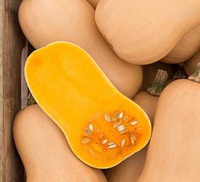 Pumpkin Butternut